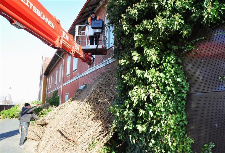Gegen die Trostlosigkeit: In Sachen Nordenhamer Bahnhof tut sich was Eine Dachdeckerfirma aus Bremen hat damit begonnen, den Efeu von der Fassade des Nordenhamer Bahnhofs zu reißen.