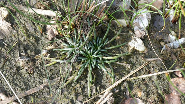 Lobelie am Silbersee in Wehdel