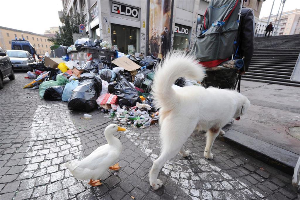 Eine DNA-Datenbank für Hunde: Wenn darin alle ortsansässigen Hunde registriert sind, könnte der Häufchensünder mit gerichtsmedizinischer Präzision ermittelt werden. Ein europäischer Vorreiter dieser Idee ist Neapel.
