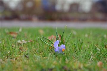 Eine einsame Krokus-Blüte gedeiht auf einer Rasenfläche an der Hauptstraße in Tarmstedt. Ein Arbeitskreis des Gemeinderates will dafür sorgen, dass es schon bald deutlich bunter aussieht im Ort.
