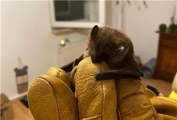 Eine kleine Fledermaus wird in einer Hand mit einem gelben Einsatzhandschuh gehalten.