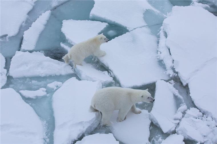 Eine Eisbärin und ihr Junges kamen der "Polarstern" sehr nahe.