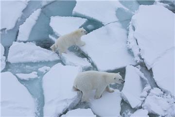 Eine Eisbärin und ihr Junges kamen der "Polarstern" sehr nahe.