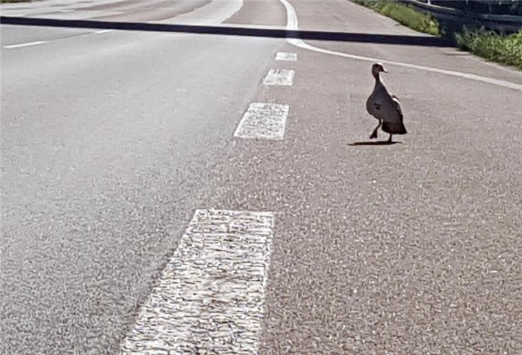 HANDOUT - Eine Ente läuft am 23.08.2017 bei Köln (Nordrhein-Westfalen) über die Autobahn 3. Die verzweifelte Entenmutter hat am Mittwoch für eine halbe Stunde den Verkehr auf der Autobahn 3 lahm gelegt. Wie die Polizei mitteilte, waren am Morgen in Höhe des Dreiecks Köln-Heumar fünf Küken überfahren worden, als die Entenfamilie über die Fahrbahn watschelte. Etwa drei Stunden später kehrte sie auf die Autobahn zurück um nach ihrem vermissten Nachwuchs zu suchen. ACHTUNG: Nur zur redaktionellen Ve