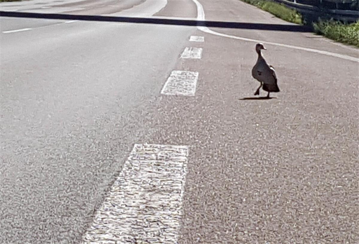 HANDOUT - Eine Ente läuft am 23.08.2017 bei Köln (Nordrhein-Westfalen) über die Autobahn 3. Die verzweifelte Entenmutter hat am Mittwoch für eine halbe Stunde den Verkehr auf der Autobahn 3 lahm gelegt. Wie die Polizei mitteilte, waren am Morgen in Höhe des Dreiecks Köln-Heumar fünf Küken überfahren worden, als die Entenfamilie über die Fahrbahn watschelte. Etwa drei Stunden später kehrte sie auf die Autobahn zurück um nach ihrem vermissten Nachwuchs zu suchen. ACHTUNG: Nur zur redaktionellen Ve