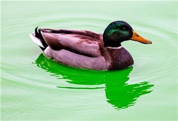 Eine Ente schwimmt auf einem See. (Symbolbild)