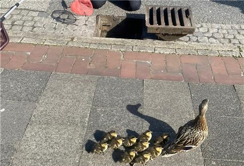 Eine Entenfamilie furde gerettet