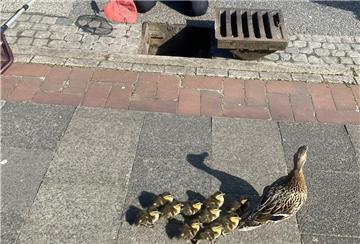 Eine Entenfamilie furde gerettet