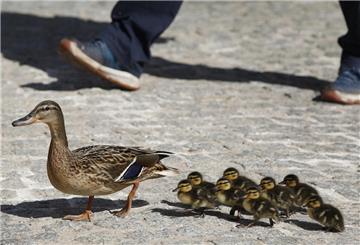 Eine Entenfamilie watschelt durch die Stadt