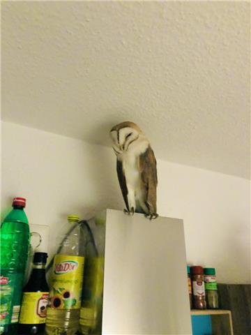 Eine Eule hat sich in eine Wohnung verirrt. Die Feuerwehr Bremerhaven konnte das Tier befreien.