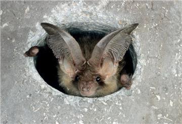 Eine Fledermaus Braunes Langohr ist in einem Einflugloch zu sehen.