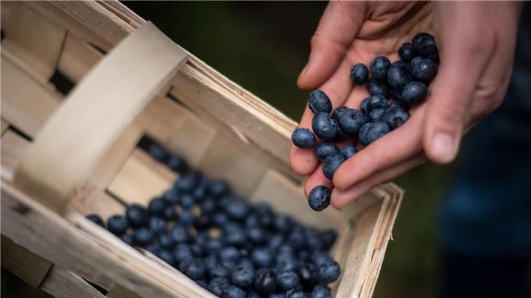 Eine Frau erntet Heidelbeeren auf einem Feld.