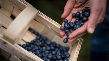 Eine Frau erntet Heidelbeeren auf einem Feld.