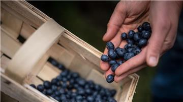Eine Frau erntet Heidelbeeren auf einem Feld.