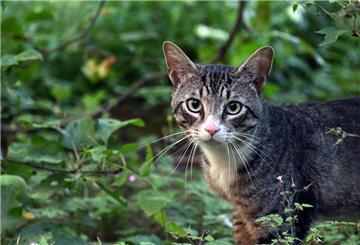 Eine Frau fand in Nordenham gleich mehrere tote Katzen in einem Graben.