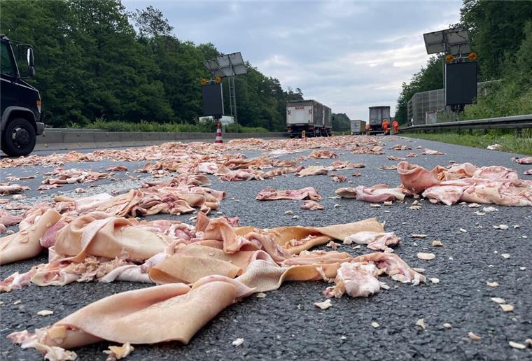 Sattelzug kippt auf A391 um - Schlachtabfälle auf Fahrbahn Schlachtabfälle liegen auf der Autobahn