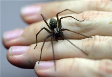 Eine Große Winkelspinne, Spinne des Jahres 2008, sitzt auf einer Hand.