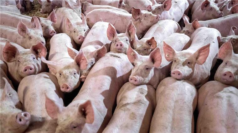 Schweinehalter begrüßen Einführung von Tierhaltungslogo Eine Gruppe von Schweinen in einem Mastbetrieb wird auf Stroh gehalten.