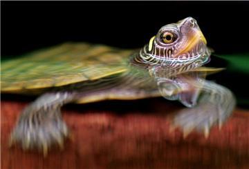 Eine Höckerschildkröte steckt in einem Aquarium ihren Kopf aus dem Wasser.