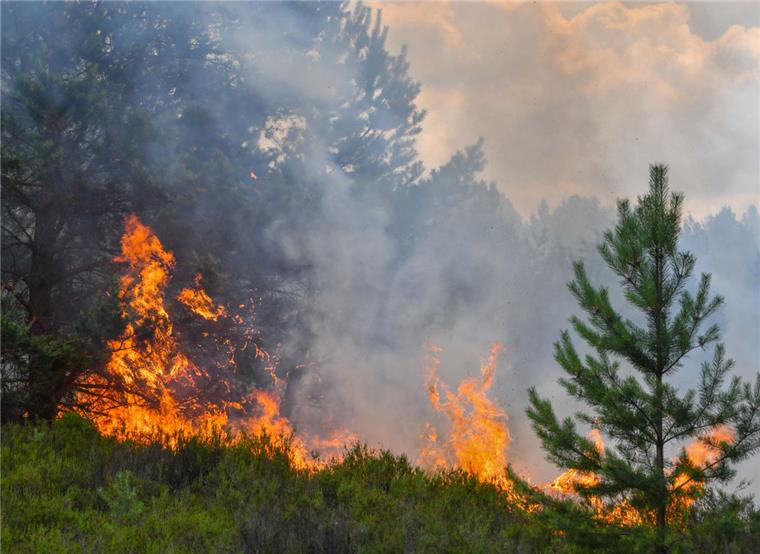 Hitze sorgt für Waldbrandgefahr in der nord24-Region Eine im Wald achtlos weggeworfene Zigarette kann schwerwiegende Folgen haben.
