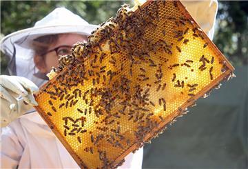 Eine Imkerin kontrolliert einen Rahmen eines Bienenstocks mit Bienenwaben