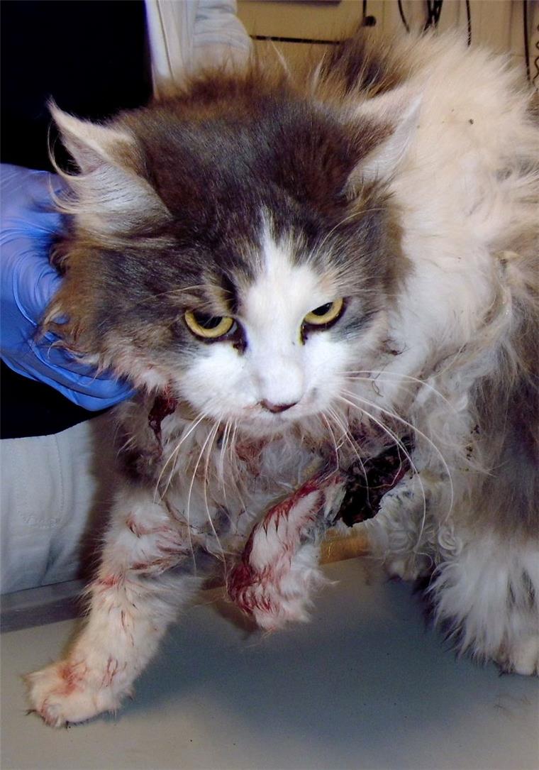 Katze im Motorraum: Junges Tier überlebt Fahrt mit Tempo 180 Eine junge Katze wie diese auf dem Symbolfoto hatte sich im Motorraum eines Autos verkrochen.