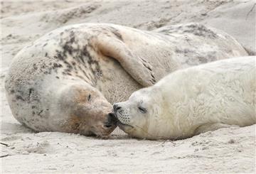 Eine junge Kegelrobbe und das Muttertier liegen am Strand der Düne vor der Hochseeinsel Helgoland.
