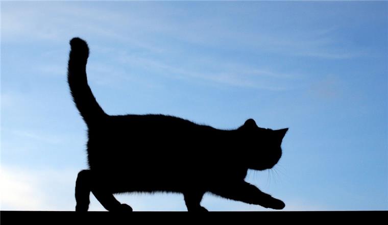 Eine Katze hat in Nordenham einen Verkehrsunfall verursacht.