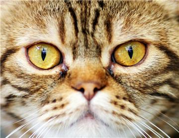 Eine Katze hat sich in Bremerhaven in eine missliche Lage gebracht.