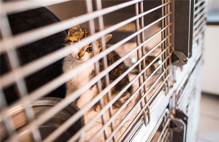 Eine Katze sitzt in einem Tierheim im Käfig. Im Landkreis Rotenburg sind sich Tierschützer uneins darüber, wie gut mit Fundtieren umgegangen wird. 