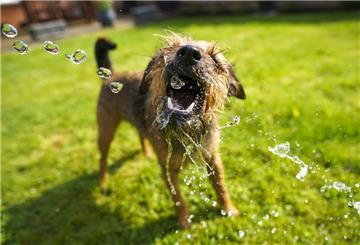 Eine kleine Abkühlung mit Wasser ist bei Hitze auch den Hunden willkommen.