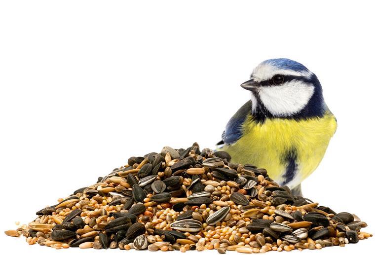 Meise, Vogelfutter, füttern
