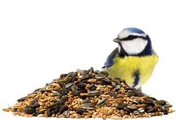 Meise, Vogelfutter, füttern