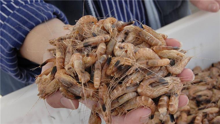 Nordseekrabbenfischerei behält MSC-Siegel Eine Krabbenfischerin bietet eine Handvoll frischer Nordseekrabben zum Kosten an.