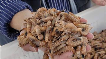 Eine Krabbenfischerin bietet eine Handvoll frischer Nordseekrabben zum Kosten an.