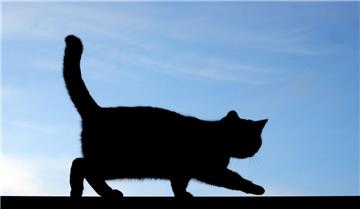 Eine kranke Katze wurde in Stade ausgesetzt.