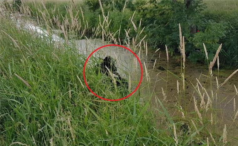 Eine Kuh ist in Dorum in einen Wassergraben gefallen.