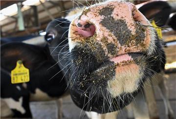 Eine Kuh reckt im offenen Kuhstall der Klima-Milchfarm ihre Schnauze der Kamera entgegen. 