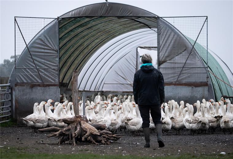 Bremerhaven und Cuxland: Geflügel muss in den Stall Eine Landwirtin begleitet ihre Freilandgänse in einen Folienstall. Im Kreis Cuxhaven und im Land Bremen darf Geflügel zurzeit nicht mehr ins Freie.