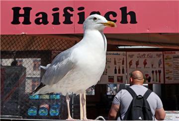 Eine Möwe lauert vor einem Verkaufskutter in Warnemünde auf die nächste Beute.