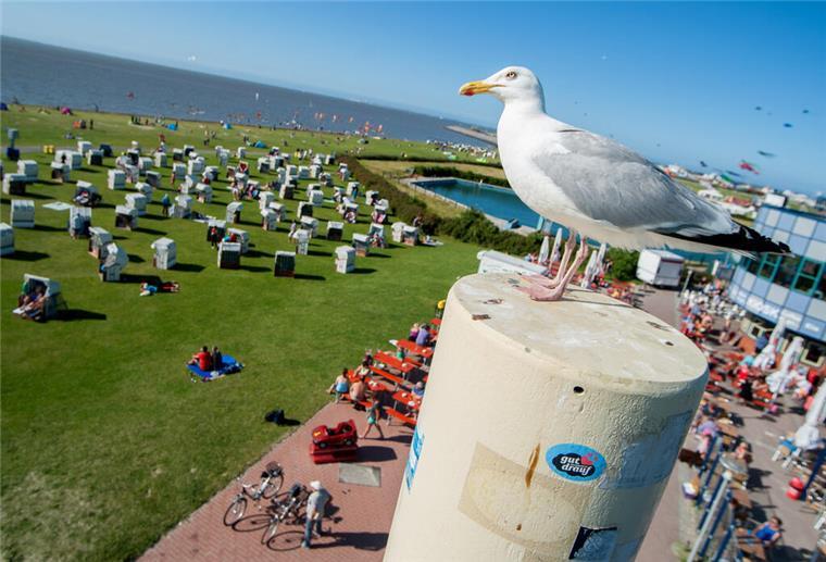 Eine Möwe sitzt bei sonnigem Wetter auf einem Pfeiler eines Aussichtsturmes am Strand von Norddeich