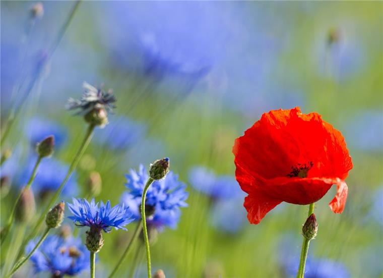 So wichtig ist der Schutz der Ackerrandstreifen in Hagen Eine Mohnblume mit roten Blütenblättern zwischen blau blühenden Kornblumen an einem Feld: Ackerrandstreifen bieten Platz für Wildblumen und sind ein wichtiger Baustein im Naturschutz. Deswegen fordern Bürger in der Gemeinde, diese Streifen noch mehr zu schützen.