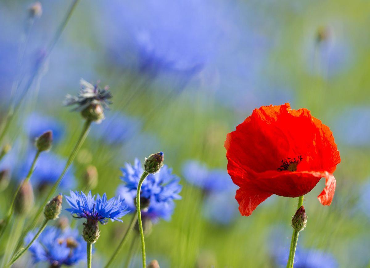 Eine Mohnblume mit roten Blütenblättern zwischen blau blühenden Kornblumen an einem Feld: Ackerrandstreifen bieten Platz für Wildblumen und sind ein wichtiger Baustein im Naturschutz. Deswegen fordern Bürger in der Gemeinde, diese Streifen noch mehr zu schützen.