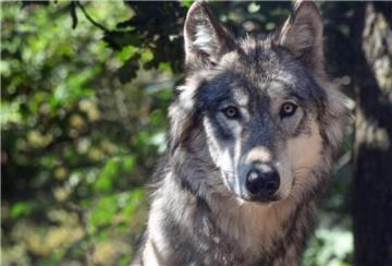 Eine Nachbarin hat den Wolf entdeckt. Der scheute sich nicht und warf gleich mal einen Blick in das Zuhause der Menschen.