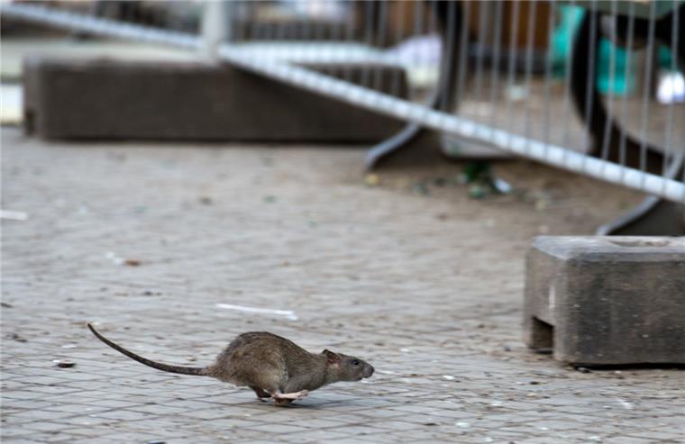 In Brake sollen Ratten vereint bekämpft werden Eine Ratte flitzt über eine Straße. In allen Kommunen werden die Allesfresser bekämpft.