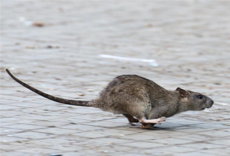 Rattenplage in Nordenham: Anwohner beschwert sich Eine Ratte läuft aufgeschreckt über das Pflaster. Solche Szenen kann man zum Leidwesen der Nachbarn auch im Umfeld der Bahnhofstraße 5 beobachten.