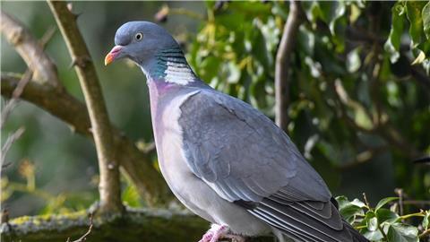 Eine Ringeltaube (Columba palumbus).