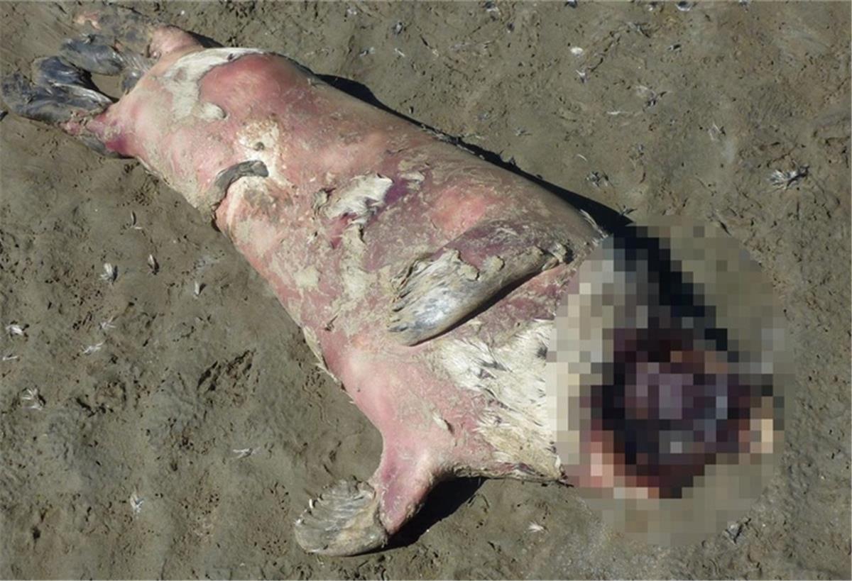 Eine Robbe ohne Kopf ist am Strand von Cuxhaven aufgetaucht. Es ist nicht die einzige. Sterben die Robben eines natürlichen Todes?