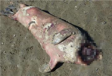 Eine Robbe ohne Kopf ist am Strand von Cuxhaven aufgetaucht. Es ist nicht die einzige. Sterben die Robben eines natürlichen Todes?