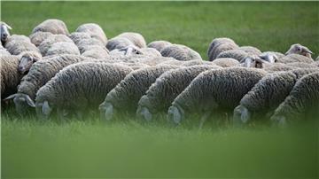Eine Schafherde wurde vom Veterinäramt in Obhut genommen. (Symbolbild)